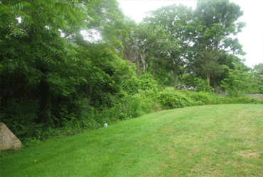Yard clearing, cleanup, grading, & landscaping services will transform overgrown areas of your yard