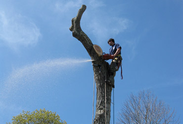 Morgan Mason climbs and cuts a tree